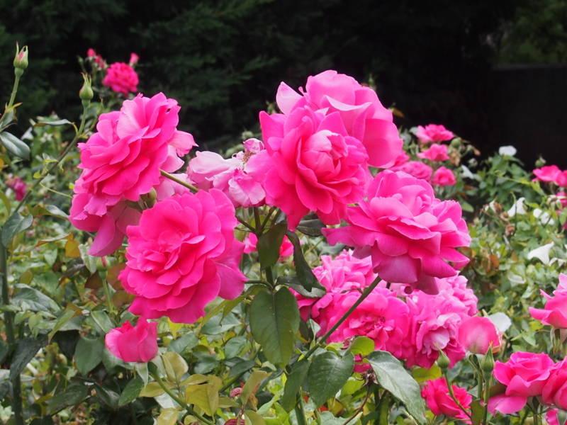f:id:sattisatisatti:20140219121820j:image:w640 f:id:sattisatisatti:20140219121820j:image:w640