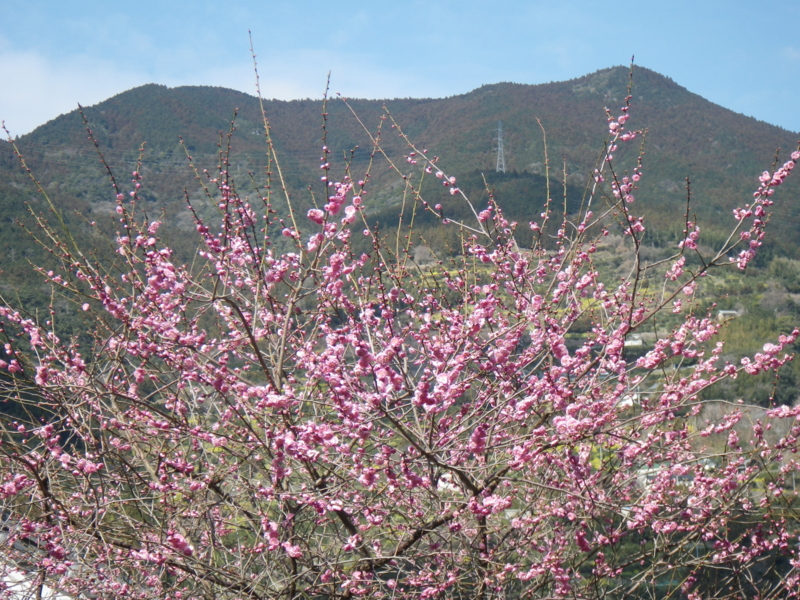 f:id:sattisatisatti:20140221194224j:image:w640