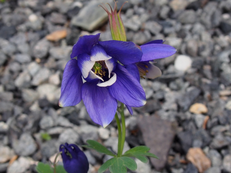 f:id:sattisatisatti:20140506062730j:image:w640 f:id:sattisatisatti:20140506062730j:image:w640