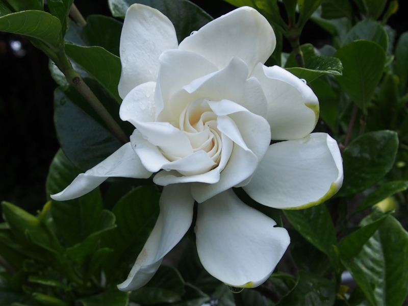 f:id:sattisatisatti:20140625230157j:image:w640 f:id:sattisatisatti:20140625230157j:image:w640