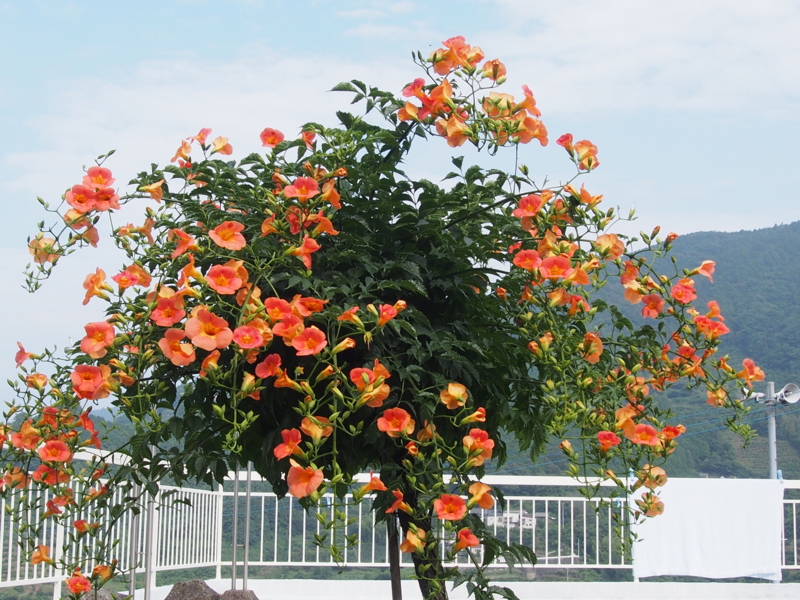 f:id:sattisatisatti:20140713074954j:image:w640 f:id:sattisatisatti:20140713074954j:image:w640