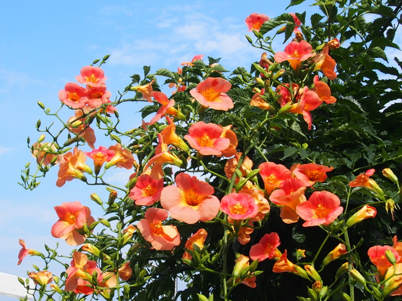 f:id:sattisatisatti:20140713074956j:image:w640 f:id:sattisatisatti:20140713074956j:image:w640