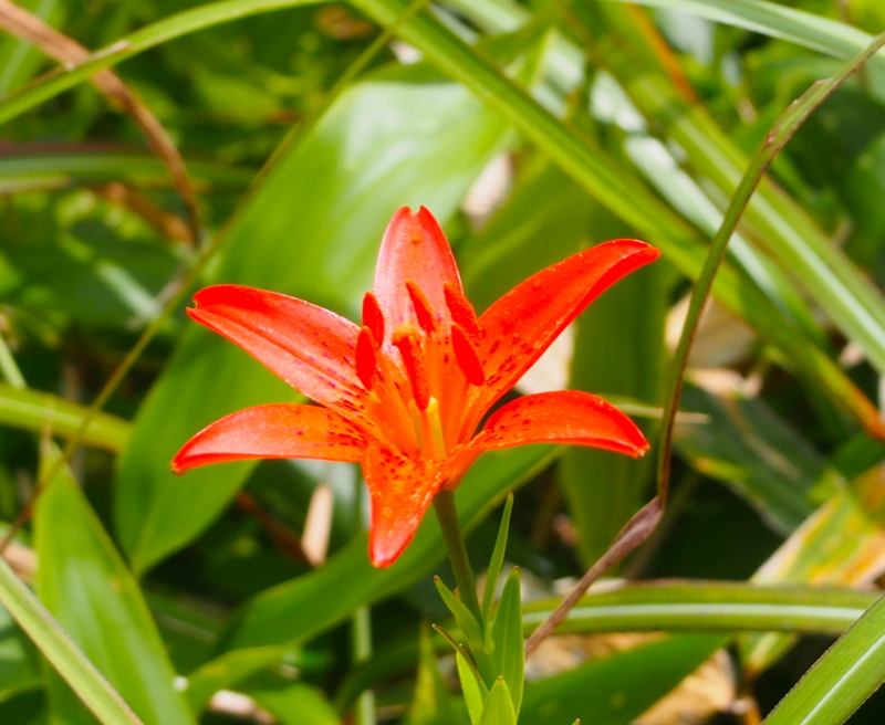 f:id:sattisatisatti:20140731055950j:image:w640