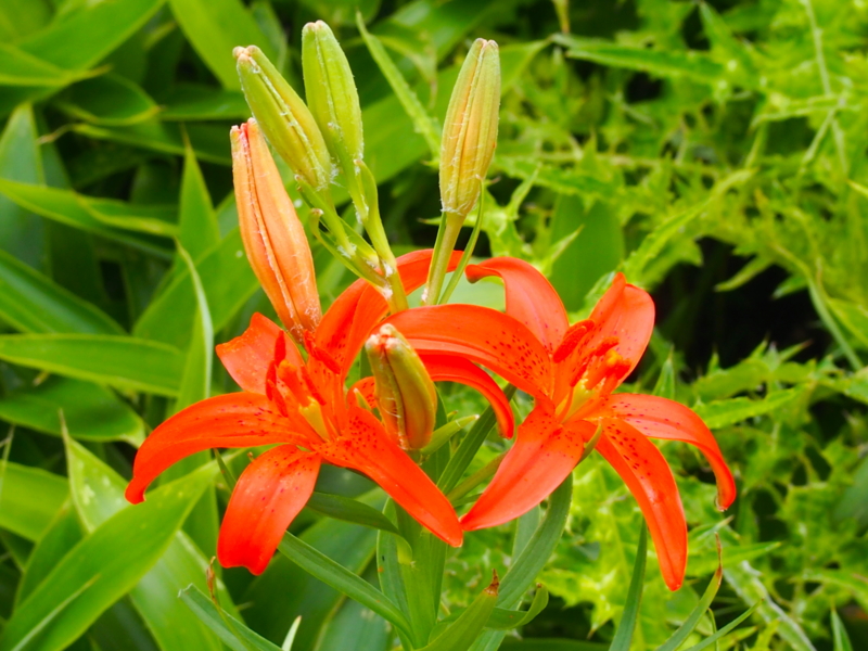 f:id:sattisatisatti:20140731055951j:image:w640