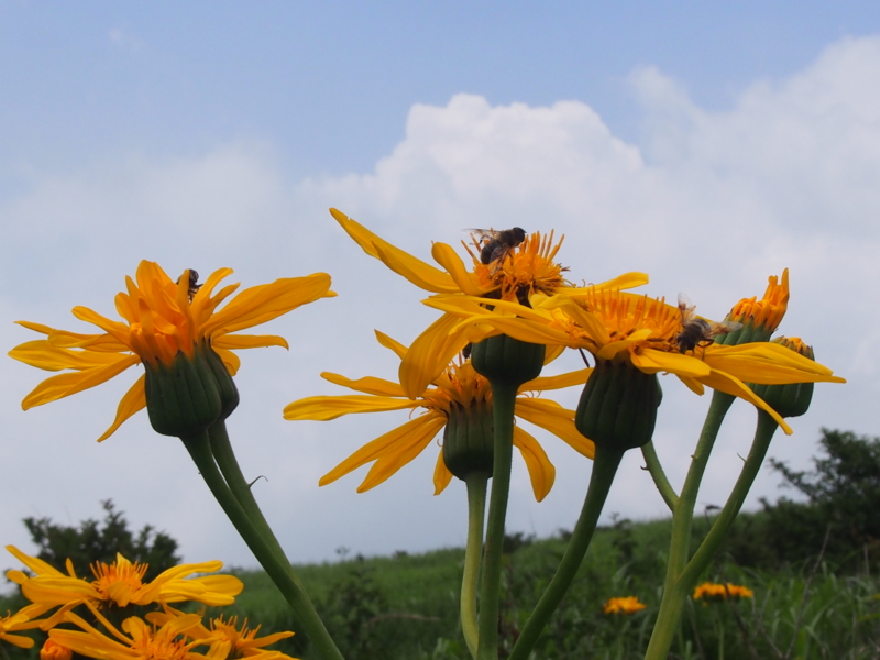 f:id:sattisatisatti:20140731055954j:image:w640