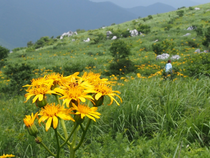 f:id:sattisatisatti:20140731060000j:image:w640