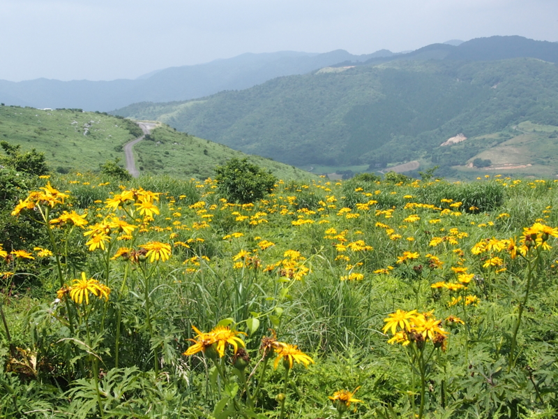f:id:sattisatisatti:20140731060003j:image:w640