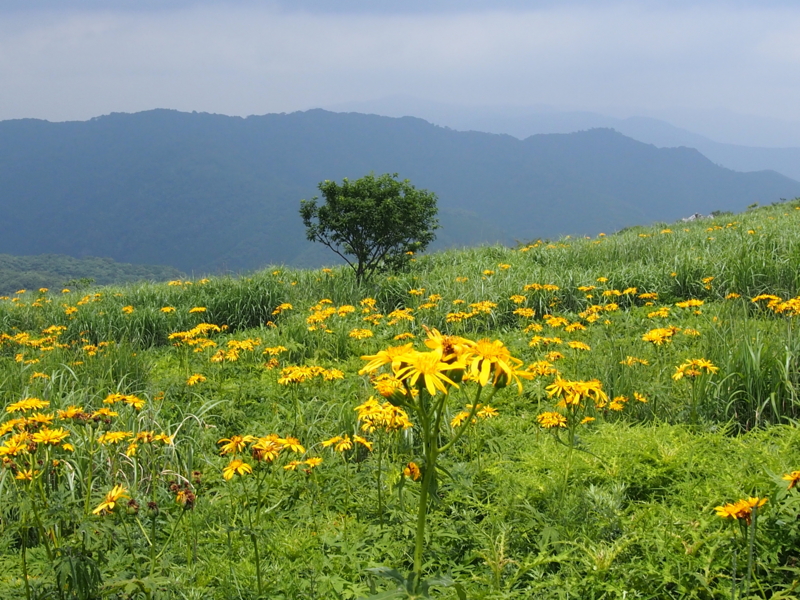 f:id:sattisatisatti:20140731060004j:image:w640