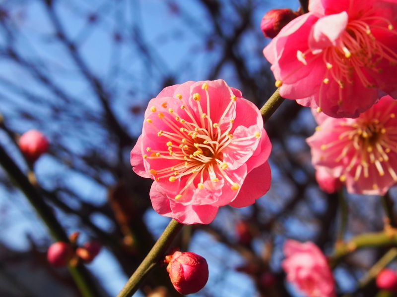 f:id:sattisatisatti:20150217084724j:image:w640 f:id:sattisatisatti:20150217084724j:image:w640