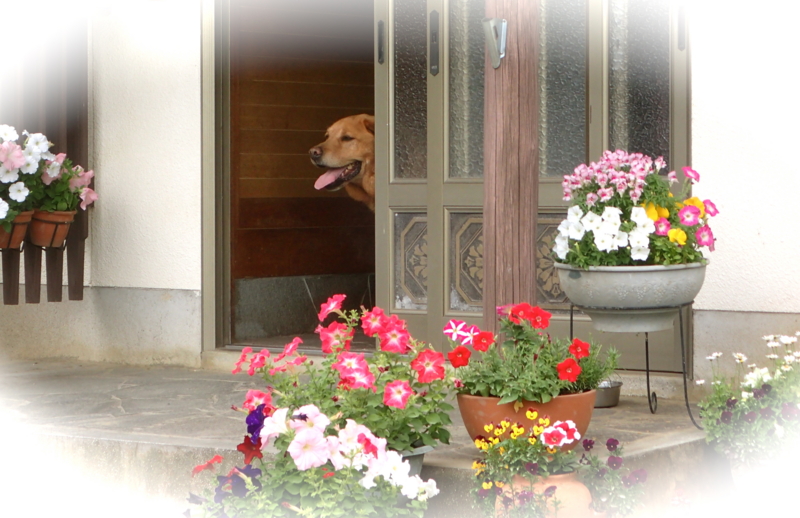f:id:sattisatisatti:20150531233242j:image:w360 f:id:sattisatisatti:20150531233242j:image:w360