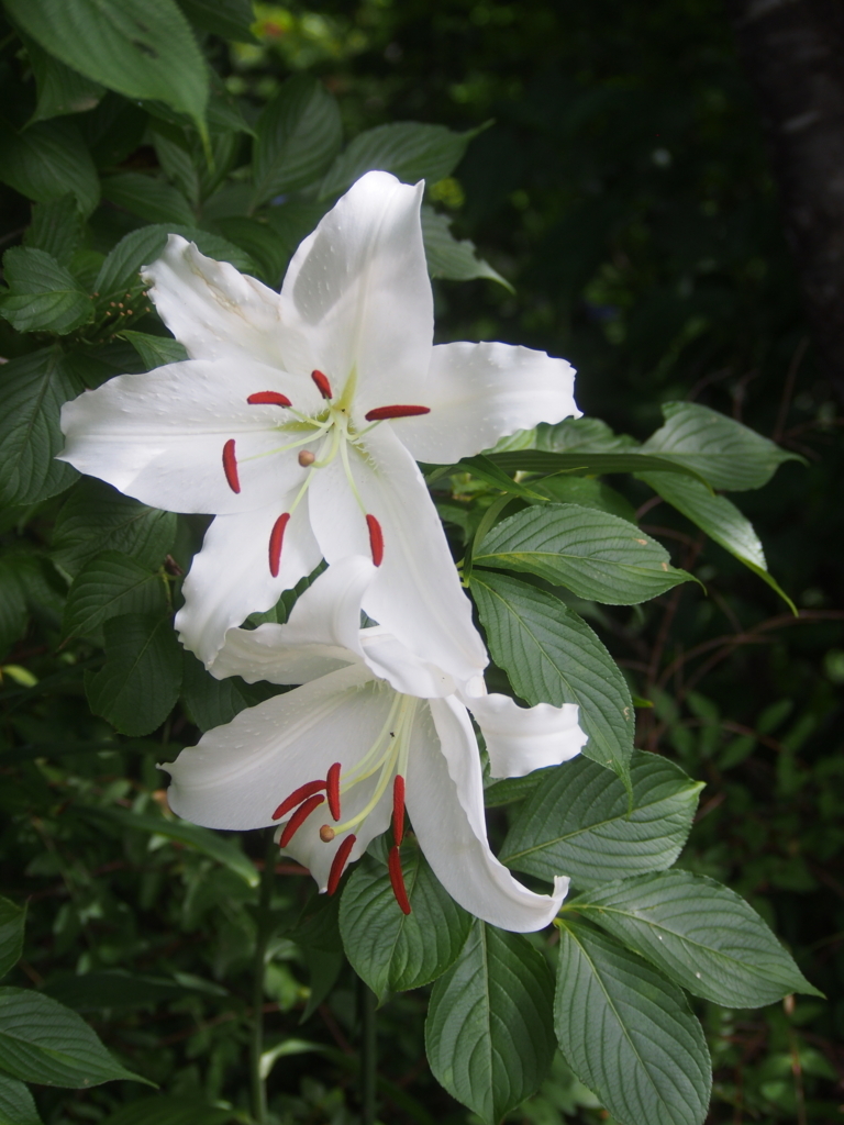 f:id:sattisatisatti:20170709220829j:plain f:id:sattisatisatti:20170709220829j:plain