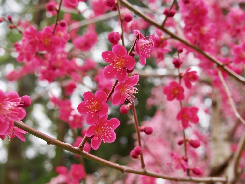 f:id:sattisatisatti:20180316205316j:plain f:id:sattisatisatti:20180316205316j:plain