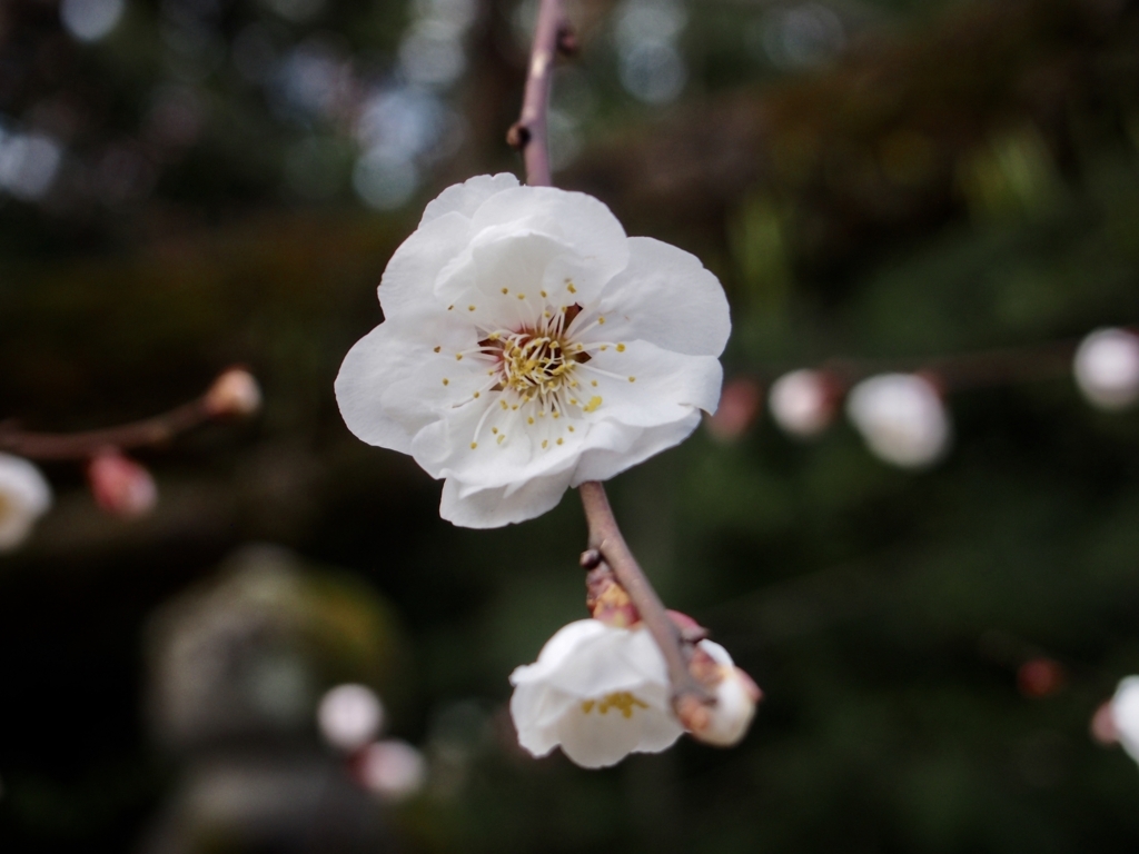 f:id:sattisatisatti:20180316205517j:plain f:id:sattisatisatti:20180316205517j:plain