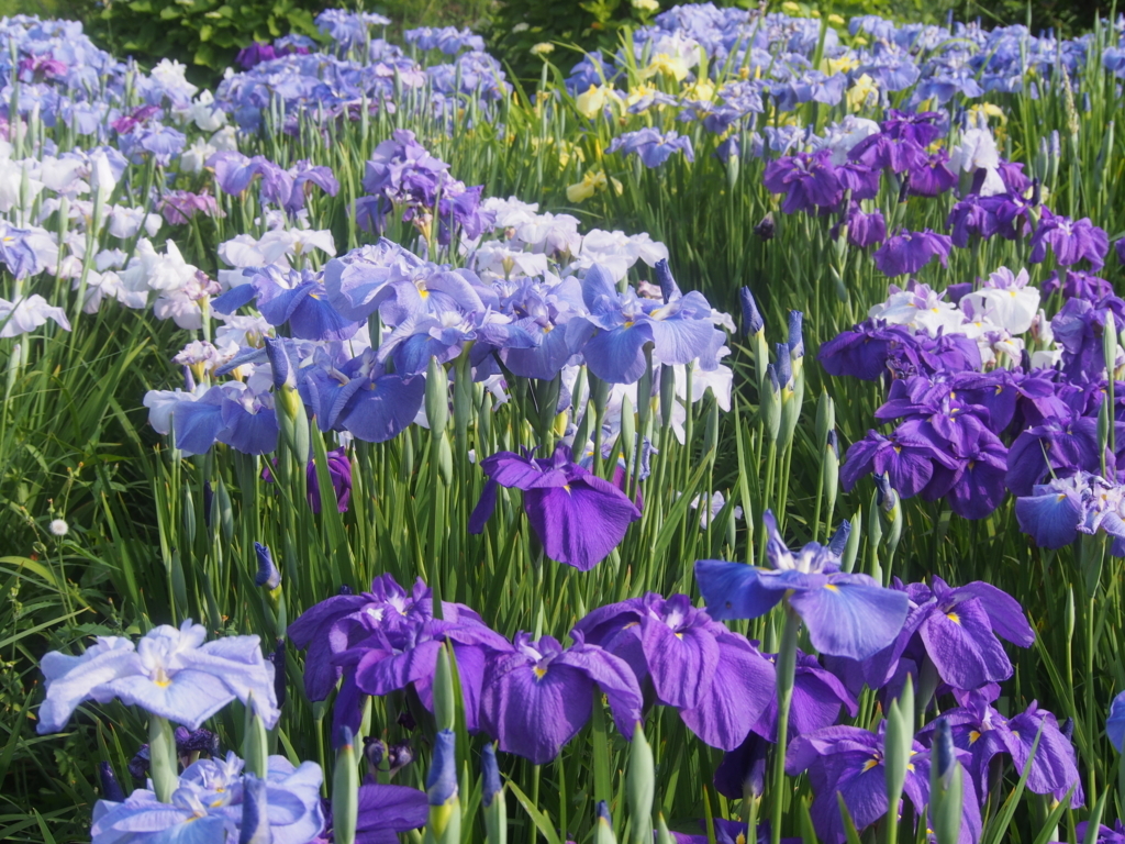 f:id:sattisatisatti:20180531173003j:plain f:id:sattisatisatti:20180531173003j:plain
