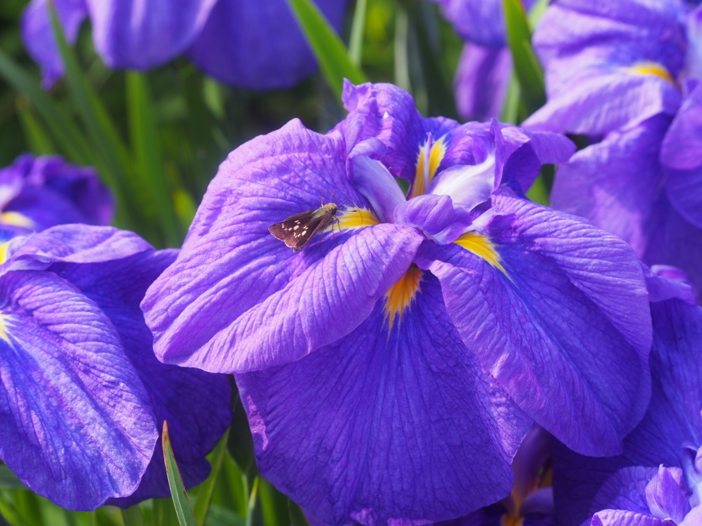 f:id:sattisatisatti:20180531173023j:plain f:id:sattisatisatti:20180531173023j:plain