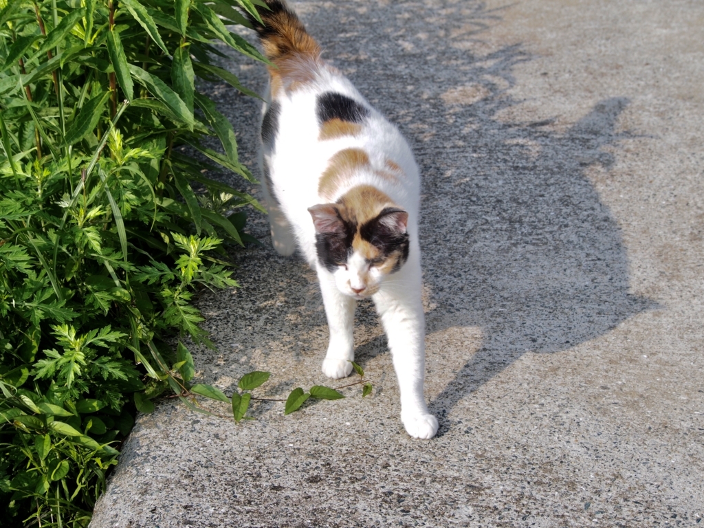 f:id:sattisatisatti:20180531173142j:plain f:id:sattisatisatti:20180531173142j:plain