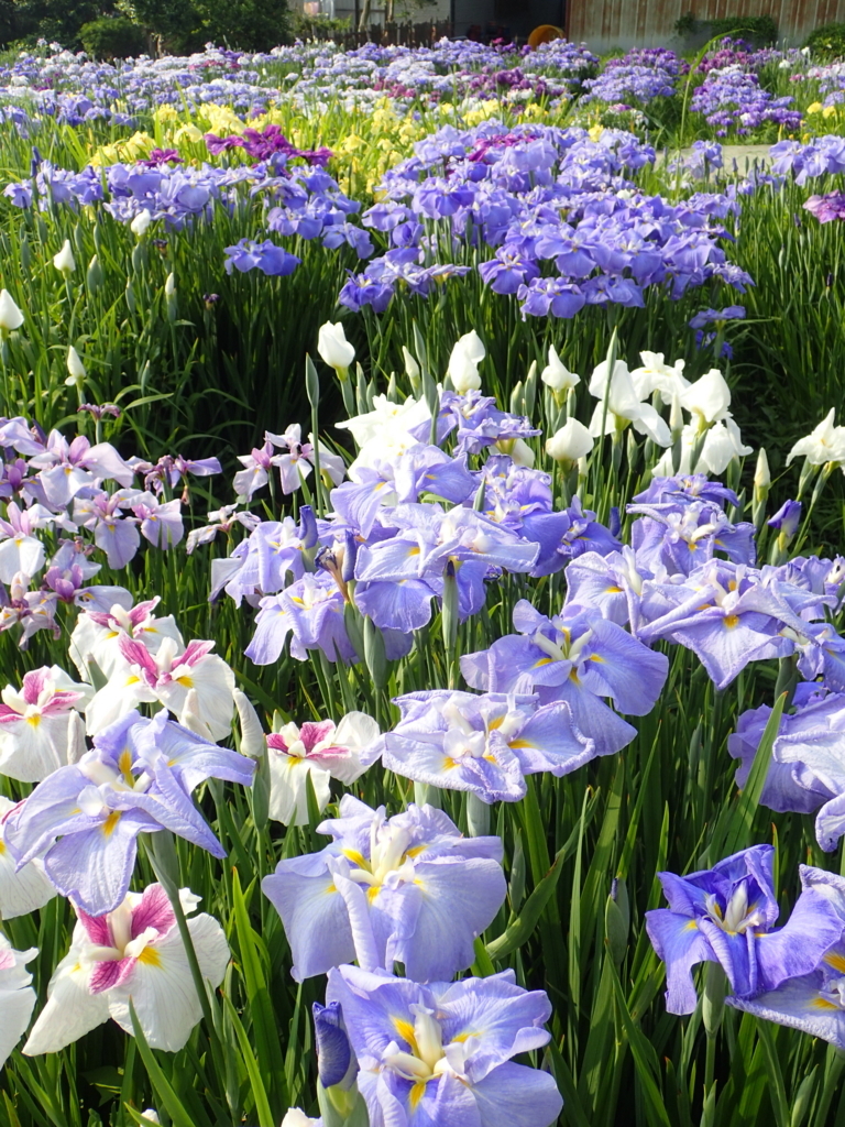 f:id:sattisatisatti:20180531173627j:plain f:id:sattisatisatti:20180531173627j:plain