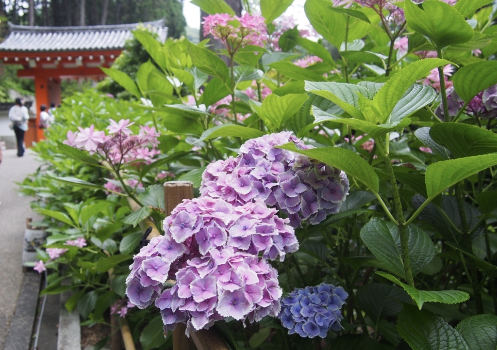 f:id:sattisatisatti:20180626201816j:plain f:id:sattisatisatti:20180626201816j:plain