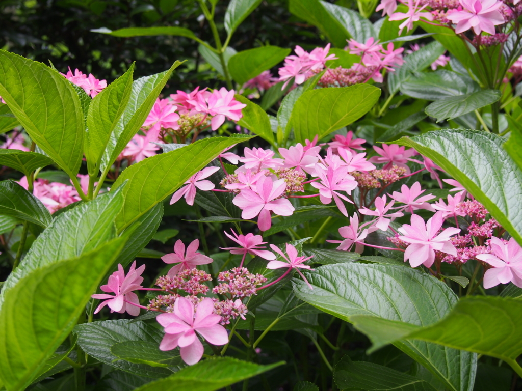 f:id:sattisatisatti:20180626201835j:plain f:id:sattisatisatti:20180626201835j:plain