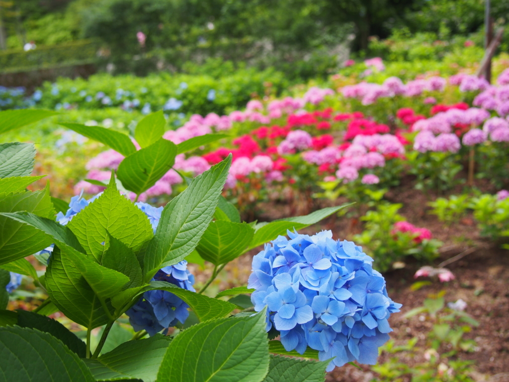 f:id:sattisatisatti:20180626202023j:plain f:id:sattisatisatti:20180626202023j:plain