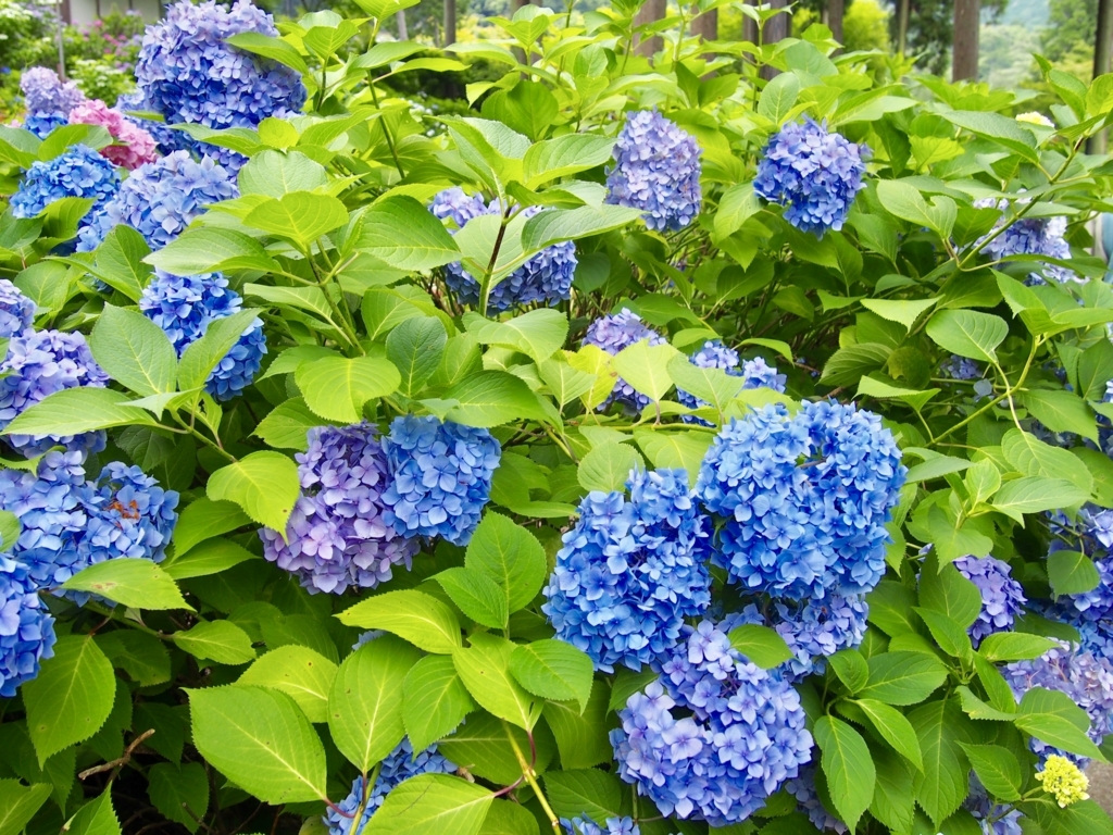 f:id:sattisatisatti:20180626202046j:plain f:id:sattisatisatti:20180626202046j:plain