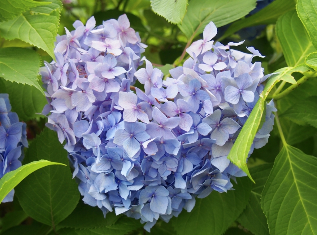 f:id:sattisatisatti:20180626202103j:plain f:id:sattisatisatti:20180626202103j:plain