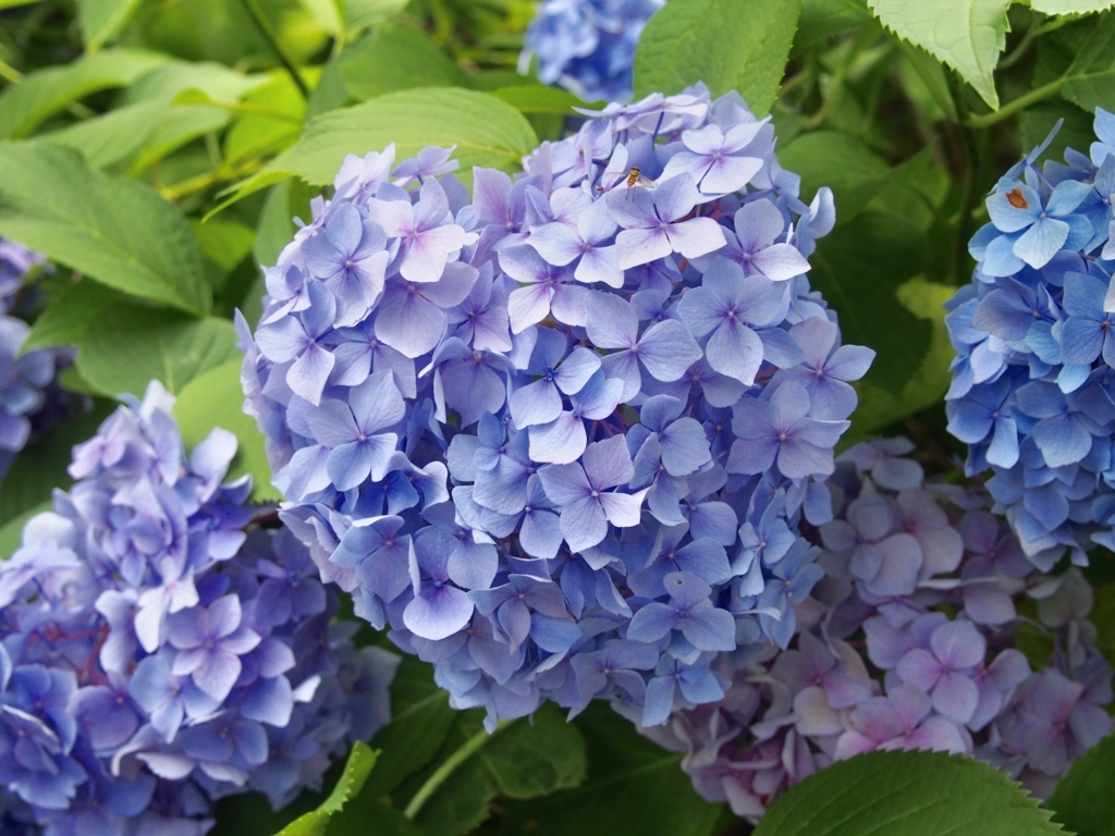 f:id:sattisatisatti:20180626202119j:plain f:id:sattisatisatti:20180626202119j:plain