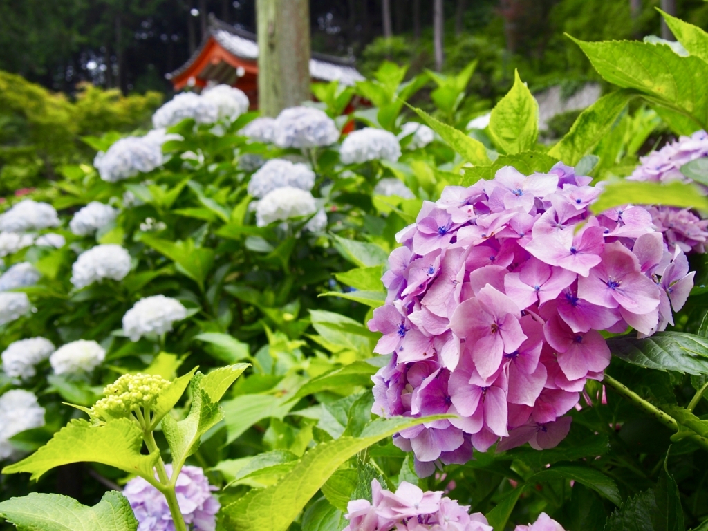 f:id:sattisatisatti:20180626202138j:plain f:id:sattisatisatti:20180626202138j:plain