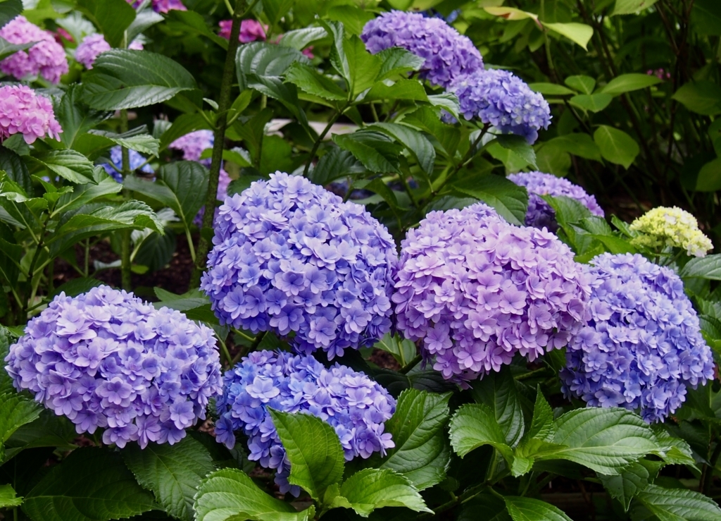 f:id:sattisatisatti:20180626202157j:plain f:id:sattisatisatti:20180626202157j:plain