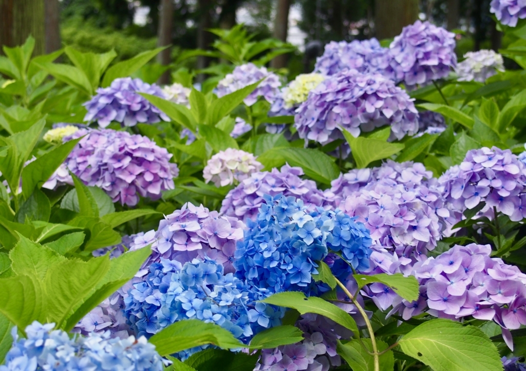 f:id:sattisatisatti:20180626202210j:plain f:id:sattisatisatti:20180626202210j:plain