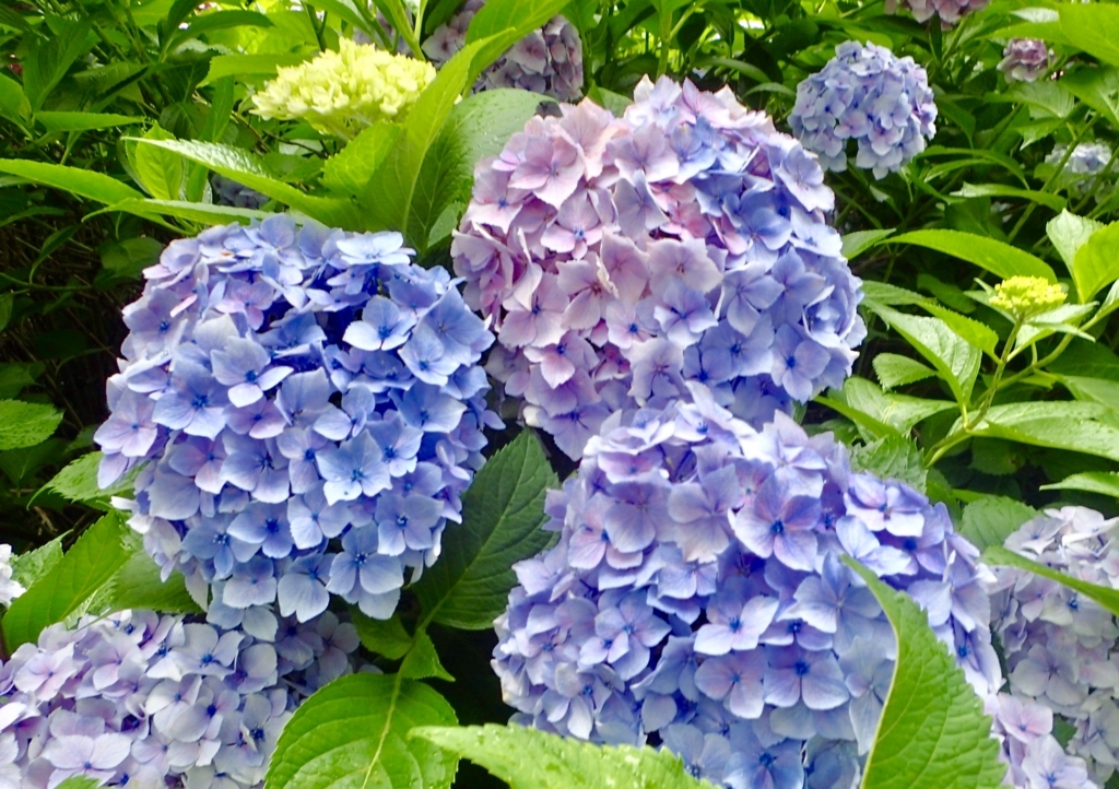 f:id:sattisatisatti:20180626202256j:plain f:id:sattisatisatti:20180626202256j:plain