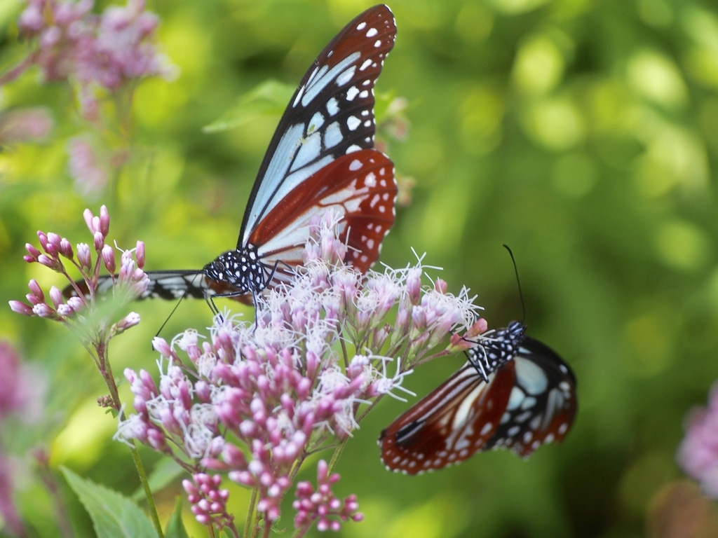 f:id:sattisatisatti:20181004000133j:plain
