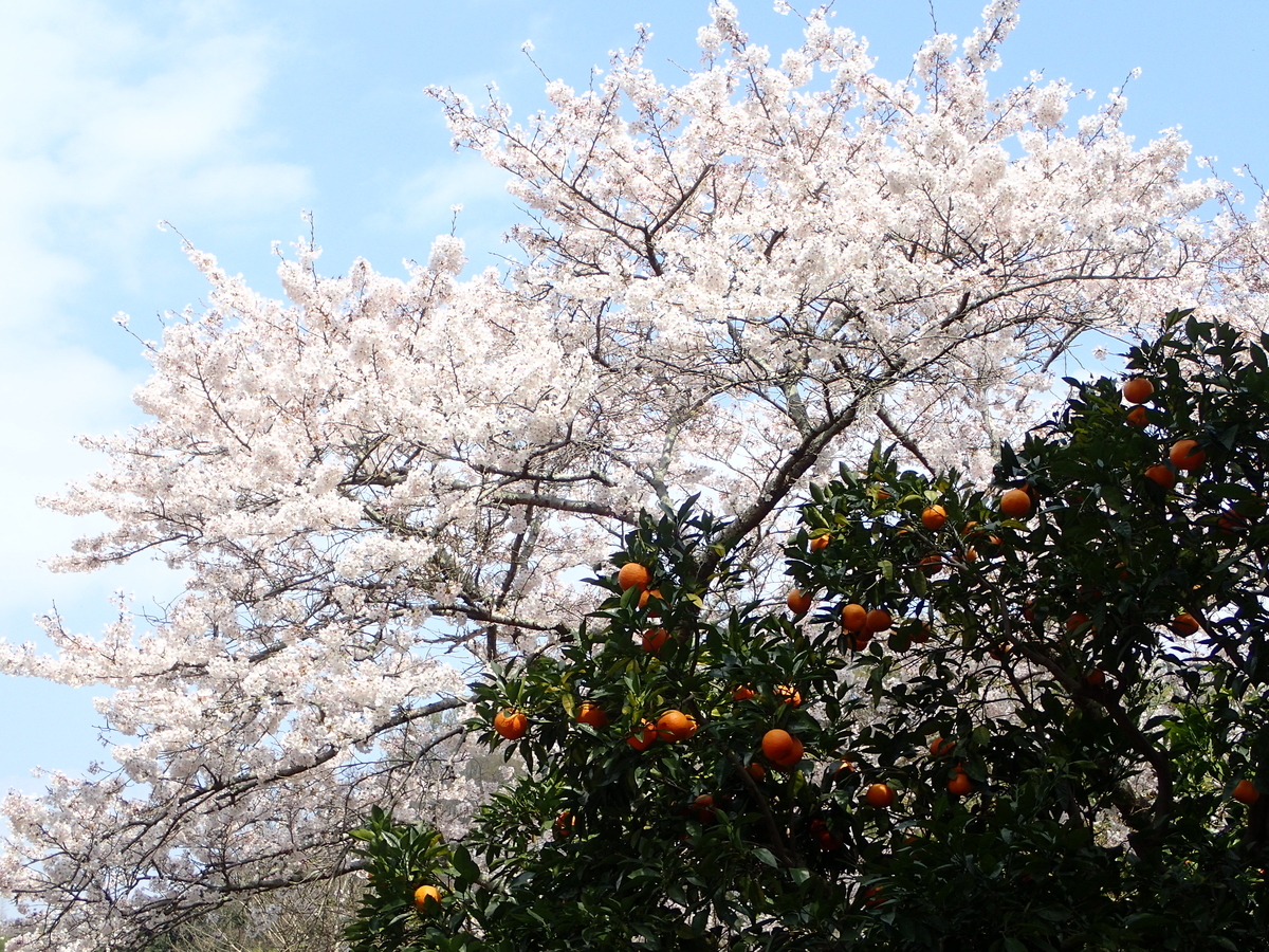 f:id:sattisatisatti:20190410192236j:plain f:id:sattisatisatti:20190410192236j:plain