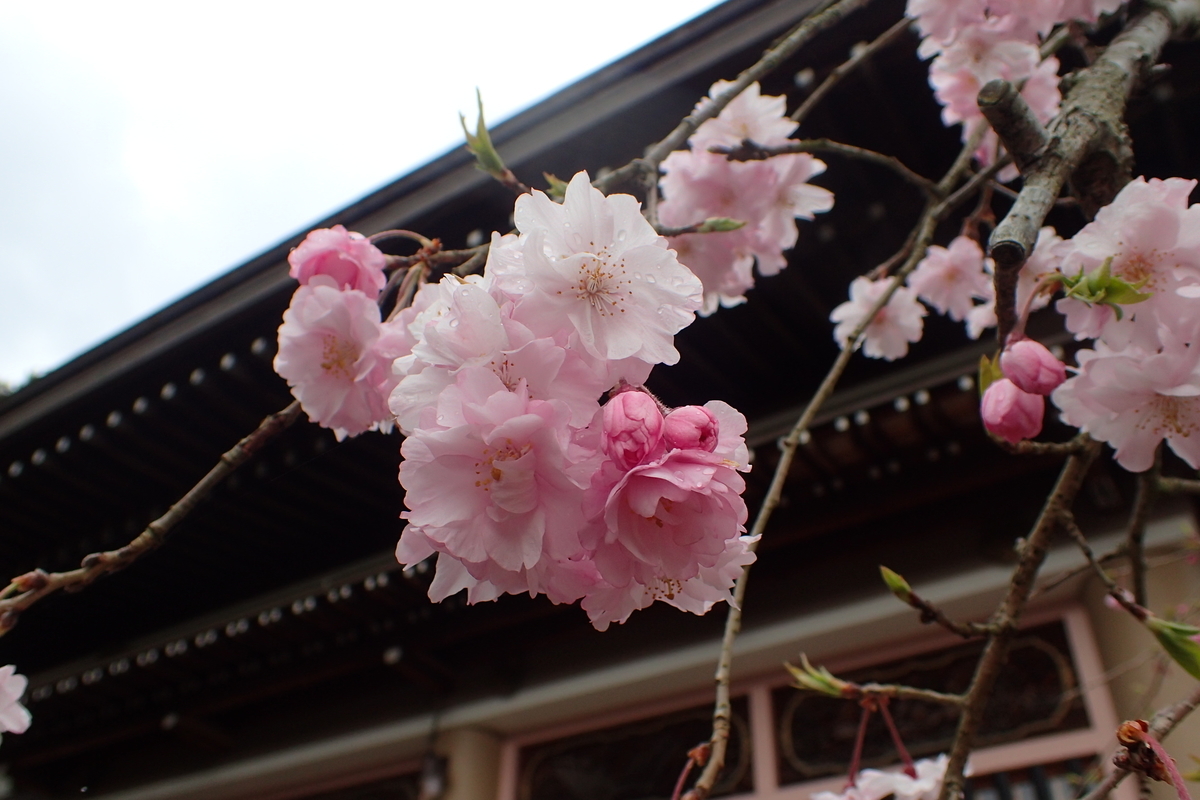 f:id:sattisatisatti:20190410221201j:plain f:id:sattisatisatti:20190410221201j:plain