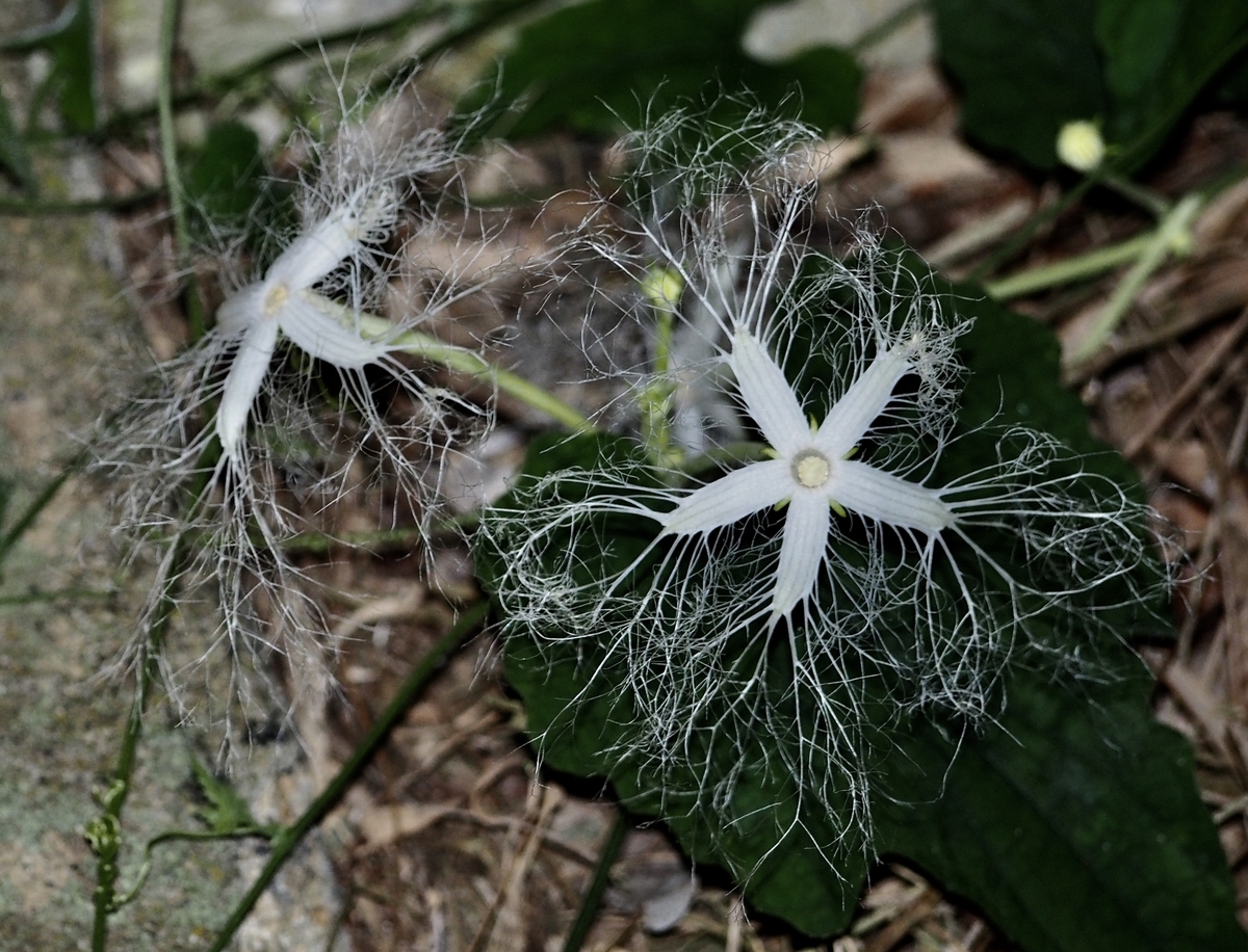 f:id:sattisatisatti:20190808205050j:plain