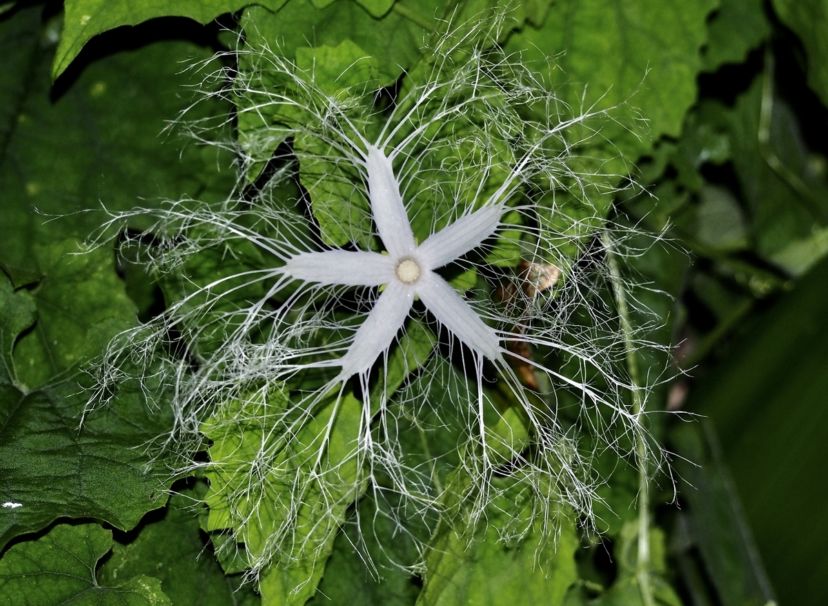 f:id:sattisatisatti:20190808205100j:plain