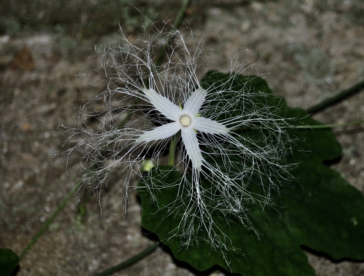 f:id:sattisatisatti:20190808205124j:plain