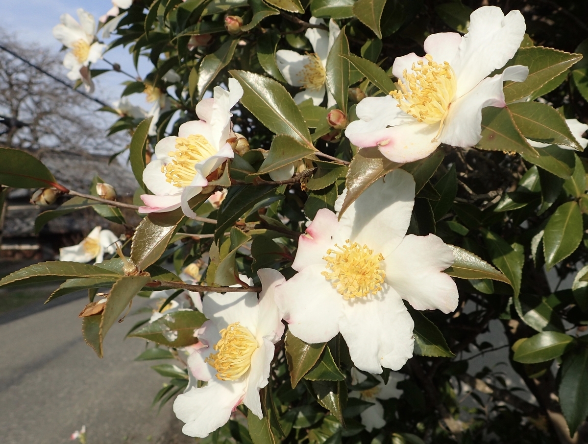 f:id:sattisatisatti:20191229162405j:plain f:id:sattisatisatti:20191229162405j:plain