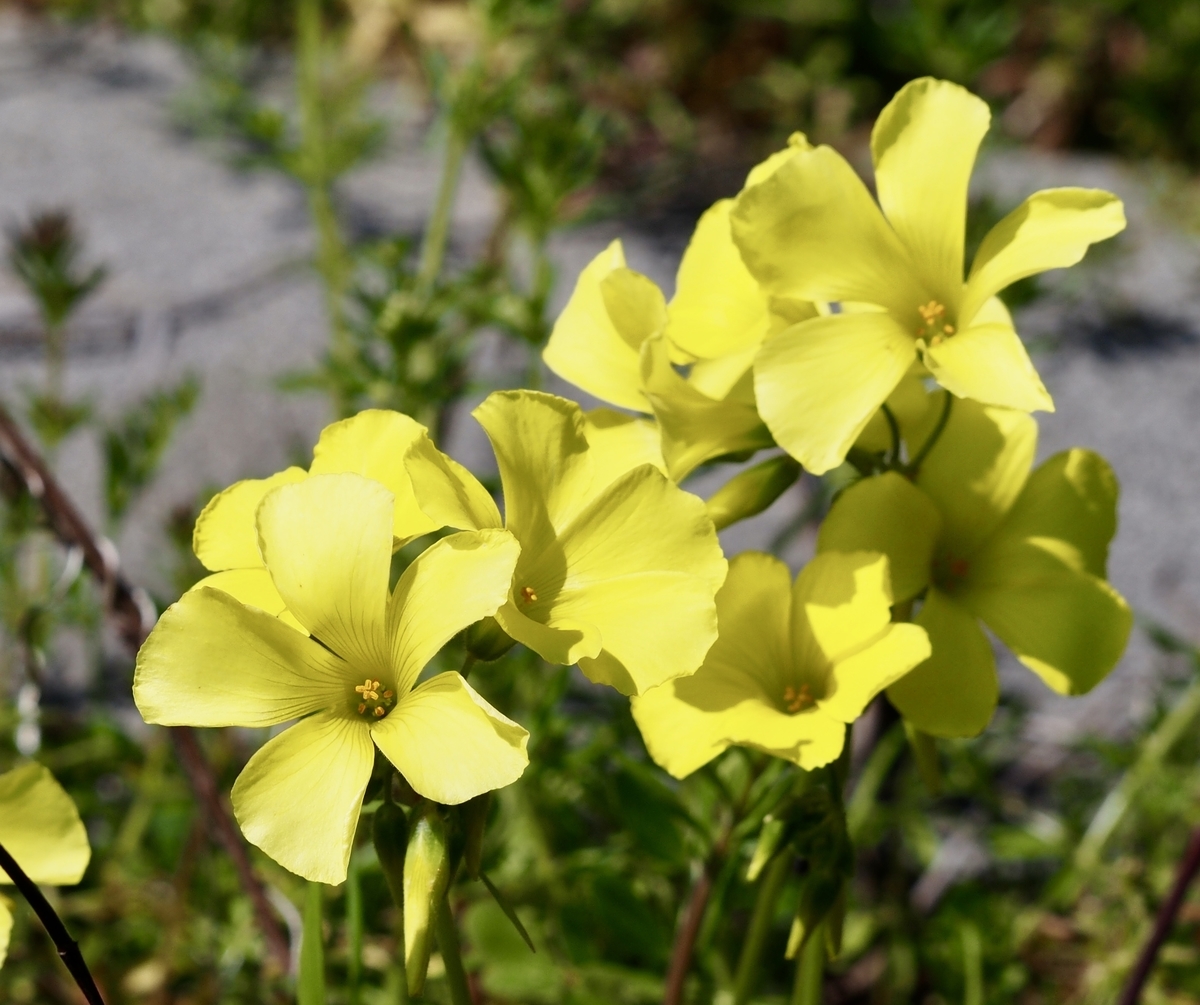 f:id:sattisatisatti:20200303125558j:plain f:id:sattisatisatti:20200303125558j:plain