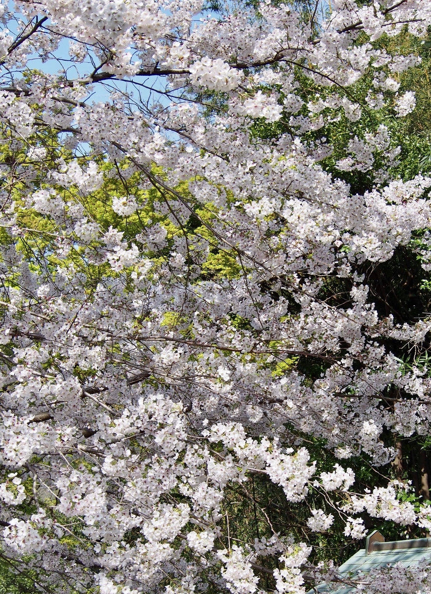 f:id:sattisatisatti:20200402184618j:plain f:id:sattisatisatti:20200402184618j:plain