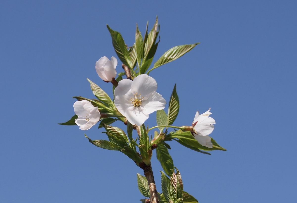 f:id:sattisatisatti:20200402184629j:plain f:id:sattisatisatti:20200402184629j:plain