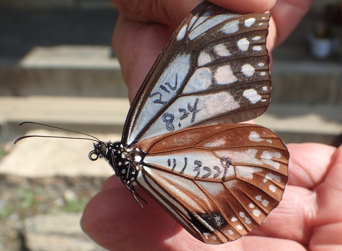 アサギマダラ4２頭 エムテック会長のつぶやき「アサギマダラ飛来」 | エムテック