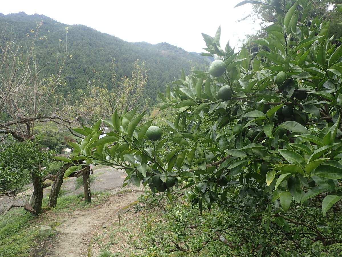 f:id:sattisatisatti:20201017092935j:plain f:id:sattisatisatti:20201017092935j:plain