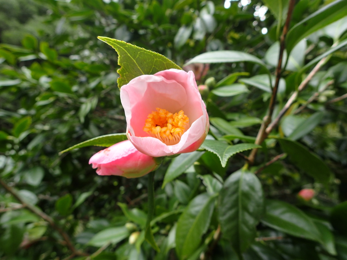 f:id:sattisatisatti:20201017094553j:plain f:id:sattisatisatti:20201017094553j:plain
