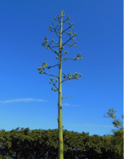 f:id:sattisatisatti:20210626092805j:plain