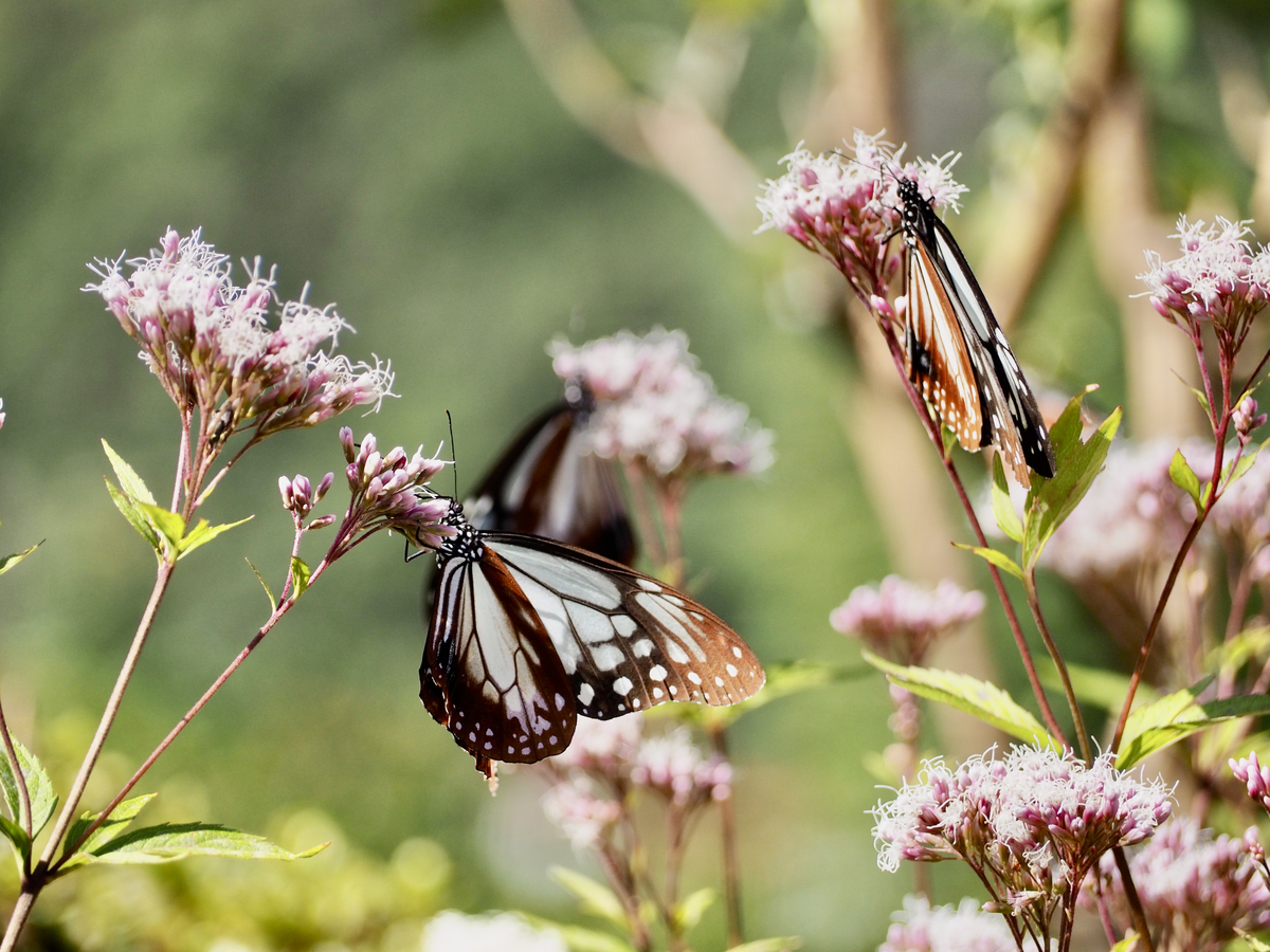 f:id:sattisatisatti:20211020163857j:plain