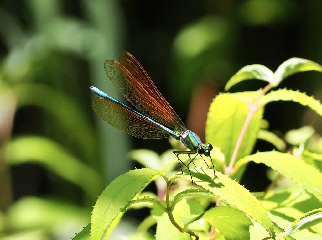 草刈りの日々＆ミヤマカワトンボとアオスジアゲハ&燕の孵化＆「単眼