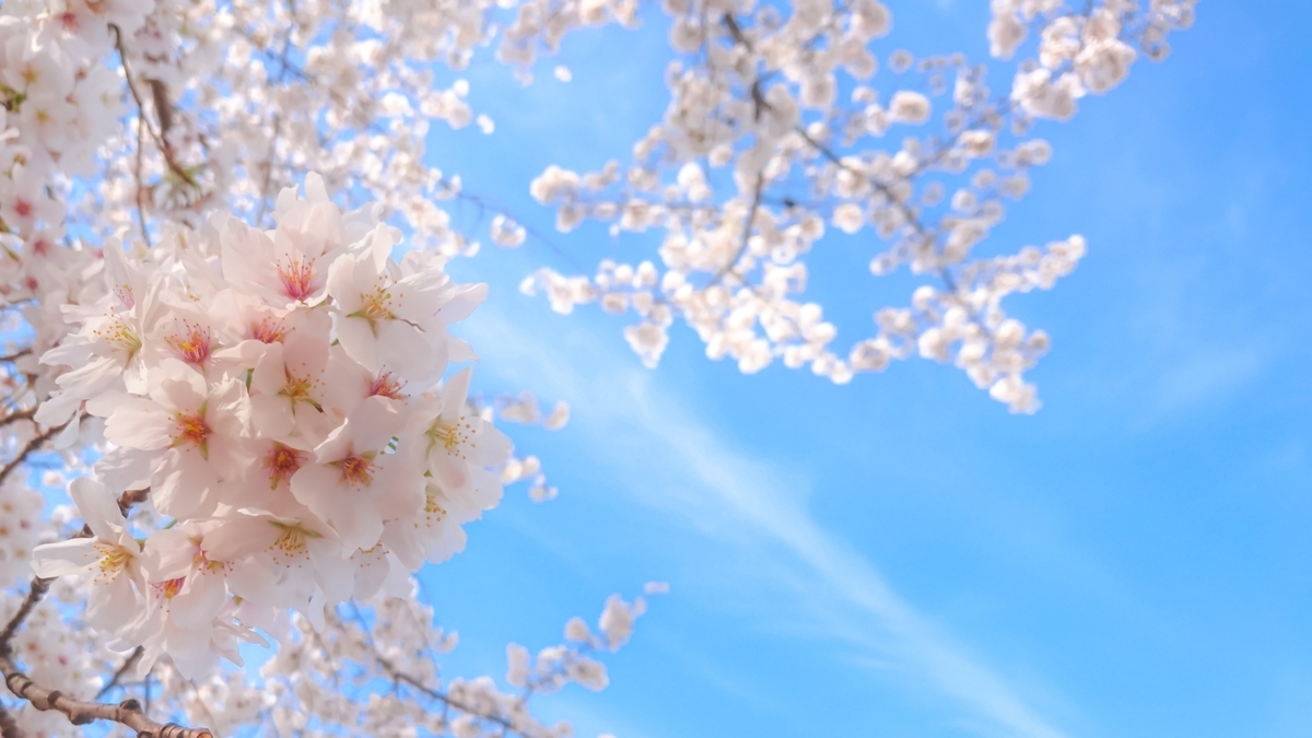 f:id:satukimay:20220320141543j:plain