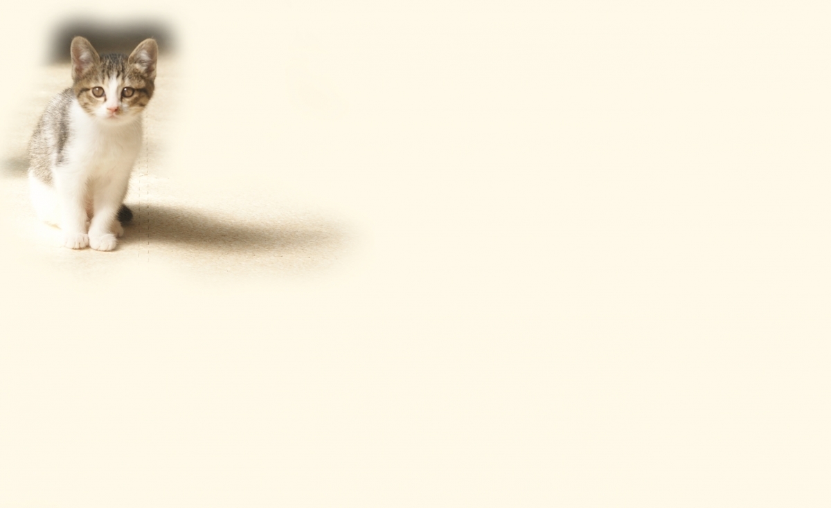 f:id:satukimay:20220417155007j:plain