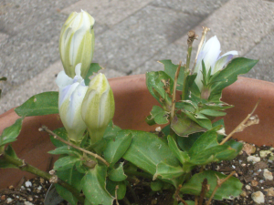 f:id:satyagraha08:20091015055952p:image f:id:satyagraha08:20091015055952p:image